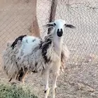 رخل مهجنه مضرع طيبه