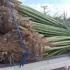 يوجدلدين جميع انواع انخل المثمره وزينه