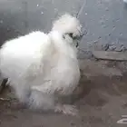 فروخ دجاج سلكي