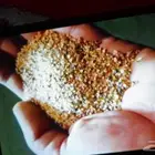 بطحاء صنفره خرسان ابيض