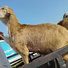 جزار تونسي