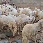 خرفان للبيع