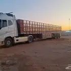 تريله نقل الابل والحلال