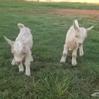 جفر وجفره ماعز قزم تشيكي
