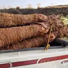 يوجد لدينا نخل وشنطن زينه الموقع عفيف الدودمي البجديه