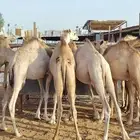 قعدان صومالي تربيه 3 شهور أوزان عاليه للزواج والمناسبات