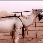 عشرا على جميع الشروط منتج وبطنها طيب ومنيحتها طيبه