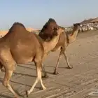 ناقتين لقح لقاحها كبير والابل مقاريب ولاده