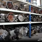 السلام عليكم ورحمة الله يوجد لدينا قيرات شدبلد مستورد