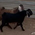 تيوس