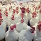 دجاج امهات مجمد