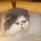 ذكر بيرشن للتزاوج
