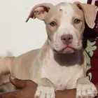 امريكان بولي