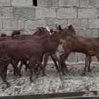 معزا دهم صنف ماشاء الله تم البيييع