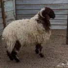 خرفان كناور طيبه ظهر وطرف فل الفل