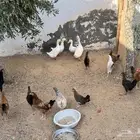 دجاج وبط للبيع