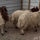 ثري خرفان طيبه