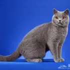 تم البيع. قطط القط البريطاني الأزرق cat