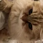 سكوتش ستريت شيرازي للتبني