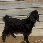 تيس بالنص مخصي بري طيب النص 550