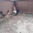 ديك ودجاج ل البيع