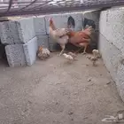 دجاجتين خوات معون 14 جعدولي ل البيع