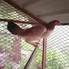 دجاج ل البيع