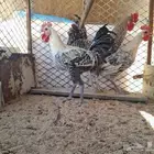 للبيع 3 ديكه فيومي