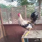 ديك عربي اصيل ل البيع