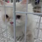 قط امريكي مجان