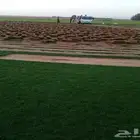 توريد وتركيب ثيل نظيف درجة اولى