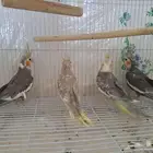 مزاد على ثلاث كرونات لايفوتكم