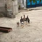 دجاجة سندية معها 5فروخ