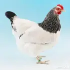 دجاج السوسكس الارميني العملاق