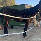 للبيع حصان فحل انجليزي