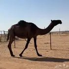 عشرا صفرا طيبه