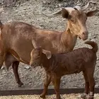 عنز تحتها عتود