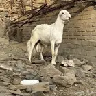 فحل حري مشروط