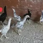 دجاج و ديوك كوشامو للبيع العاجل
