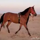 للبيع فرس جميله ومعسوفه