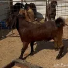 تيس مخصي فل شحم البيع 1500