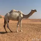 خفوت وضحاء جاهزة للضراب