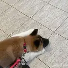 ذكر اميريكان اكيتا male American akita