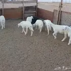 ارخال حريات عليها كل الشروط