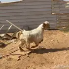 تيس البيع بالنص.