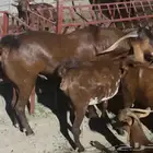 فحل ادهم رباع ماشاء الله