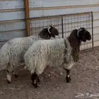 خروفين. عربيات نعيميات طيبات. لذيذات ظريفات طريفات مشحمات