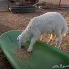 خروف للبيع  الموقع الأكحل.  العمر ثلاثة شهور
