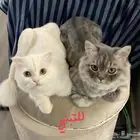 قطط حنونة للتبني