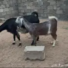 عناق كفو مقنا ولا ذبيحه
